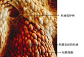 GA黄金甲(中国)最新官方网站